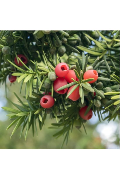 Тис ягідний Топіар Конус ягоди